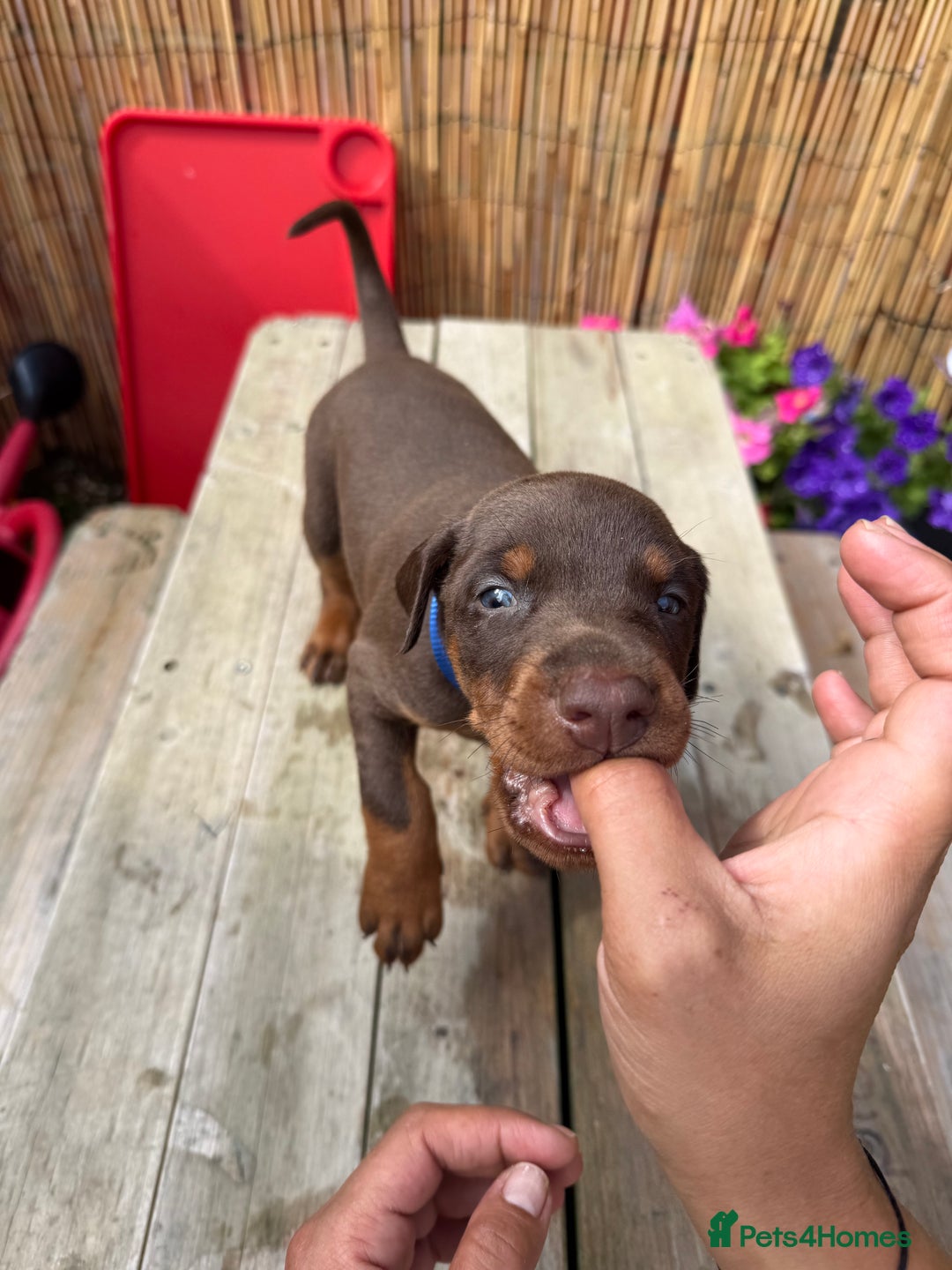 Dobermann dogs for sale: Doberman brown & tan - Image 24