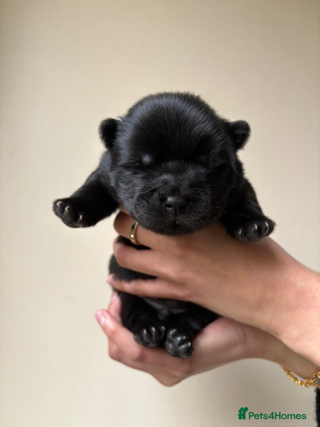 Chow Chow dogs for sale: Beautiful Black and Blue Chow Chow 🖤💙 - Advert 5