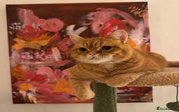 British Shorthair cats for sale: Ginger British Short Hair in Need of a Loving Home - Image 3