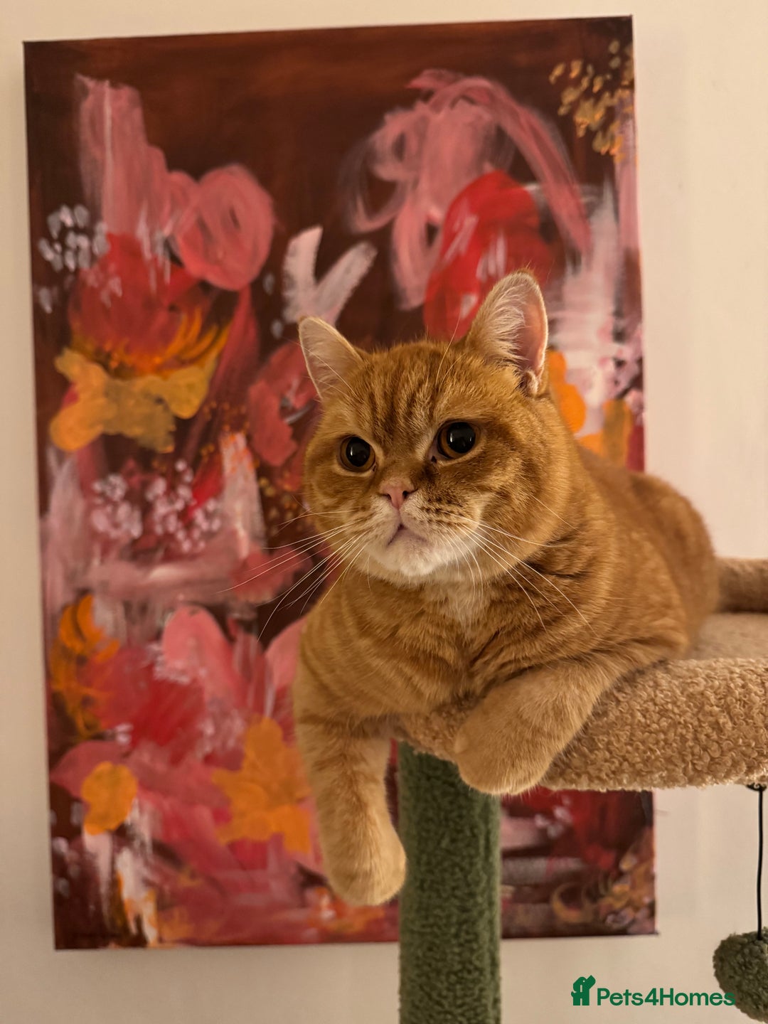 British Shorthair cats for sale: Ginger British Short Hair in Need of a Loving Home - Image 3