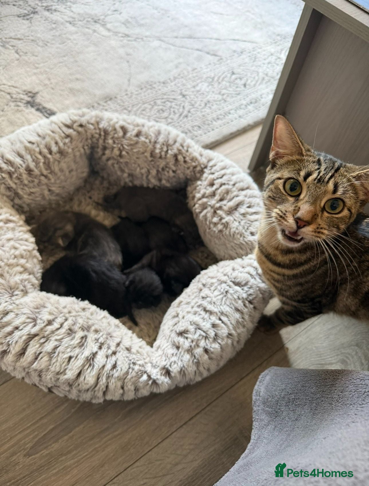 Mixed Breed cats Beautiful Kitten Litter – Born 1st June 2026 - Advert 4