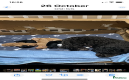 Schnoodle dogs for sale: Miniture schnoodle puppies!! - Advert 9