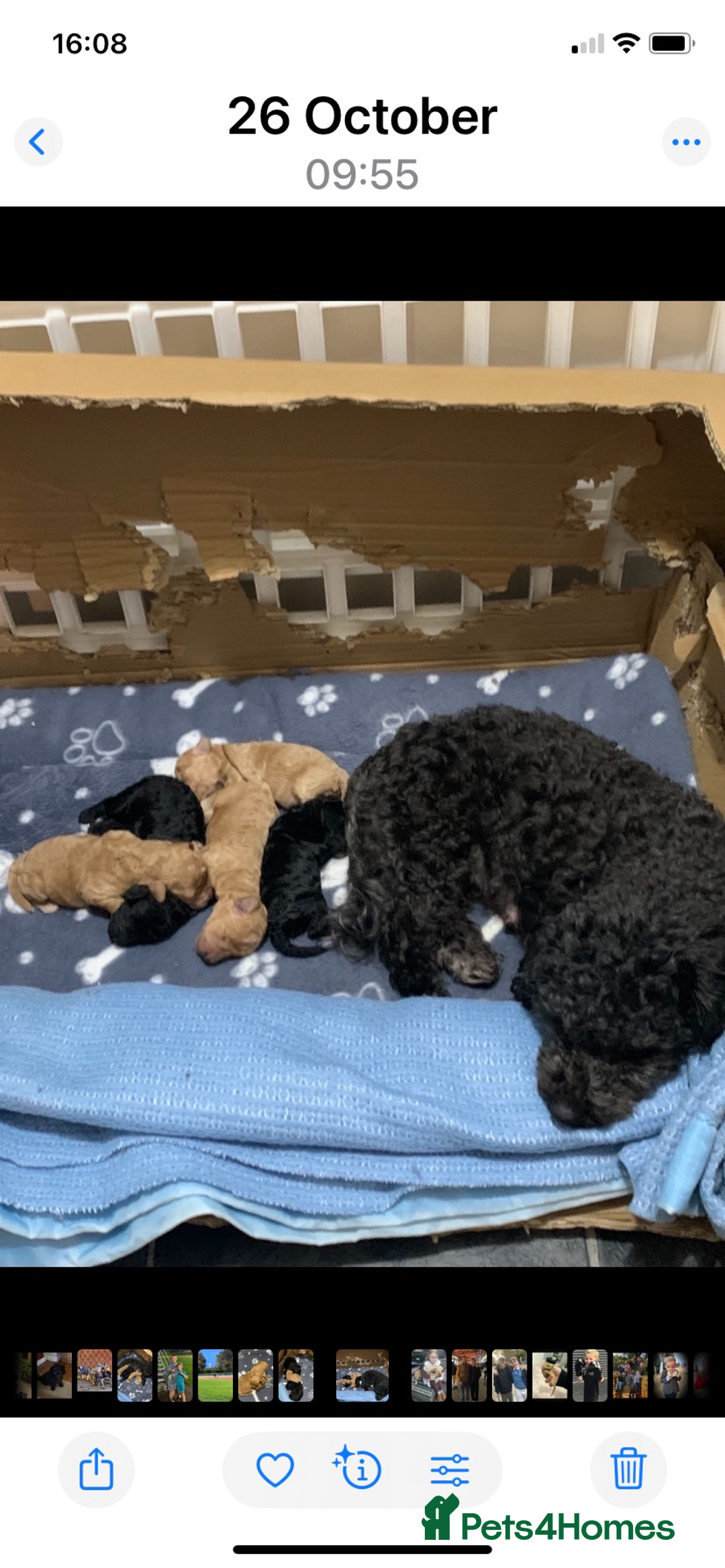 Schnoodle dogs for sale: Miniture schnoodle puppies!! - Advert 9
