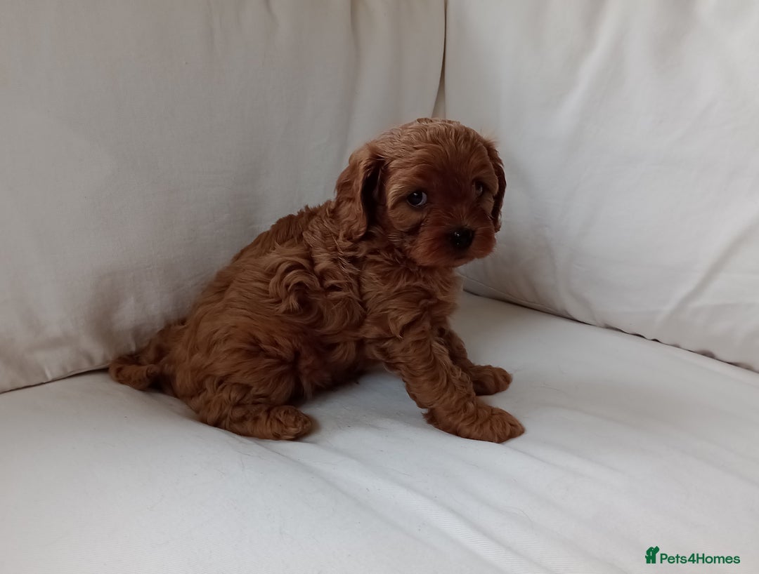 Cavapoo dogs for sale: Gorgeous Red F1 Cavapoo Puppies With H/T Parents - Image 19