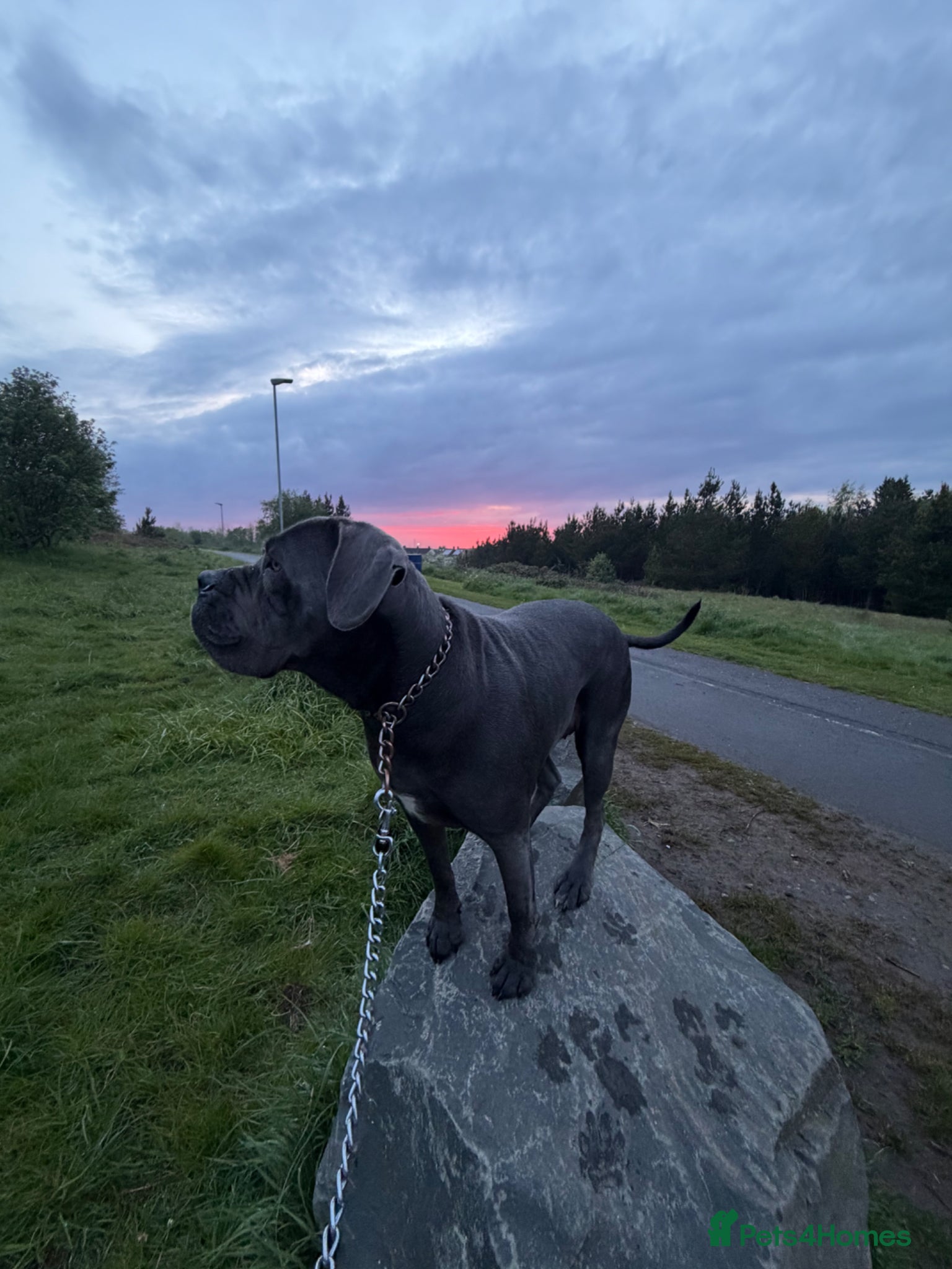Cane Corso dogs Cane corso - Advert 16