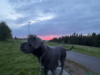 Cane Corso dogs Cane corso - Advert 16