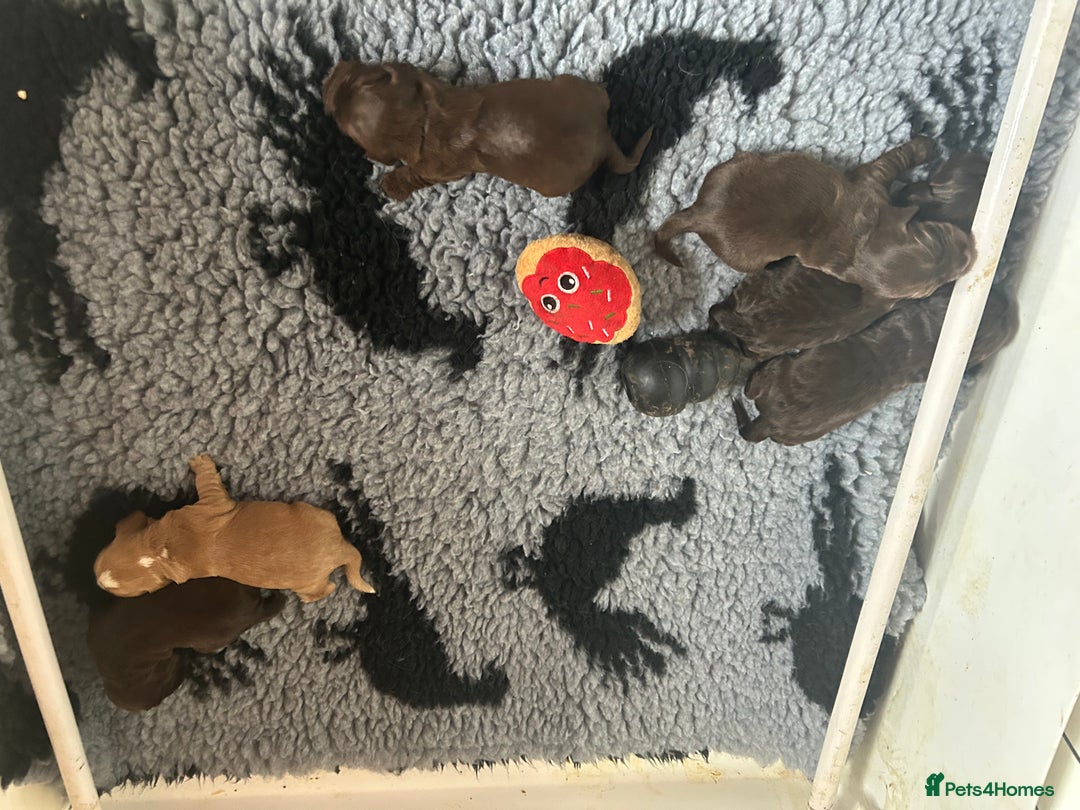 Cocker Spaniel dogs for sale: Kc reg cocker spaniels  - Advert 6