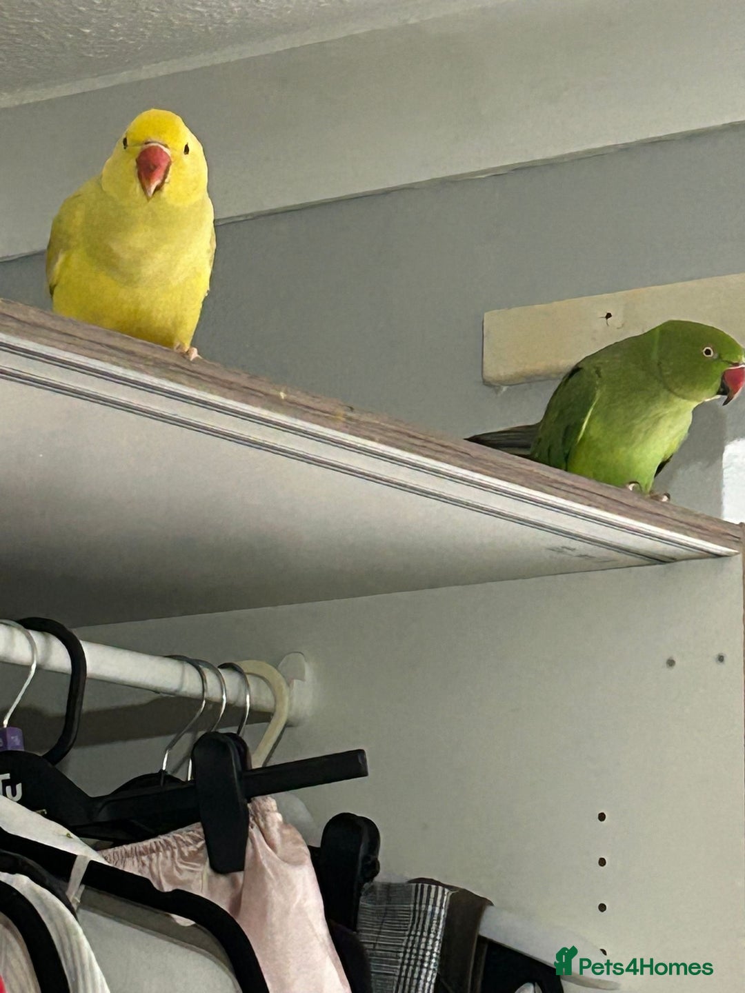 Parrots birds for sale: Three beautiful birds for sale - Advert 3