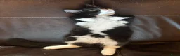 Mixed Breed cats for sale: Kittens: 1 ginger/white girl & 1 black/ white male - Advert 6