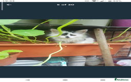 Domestic Shorthair cats for sale: Beautiful kittens ready for loving homes  - Image 6
