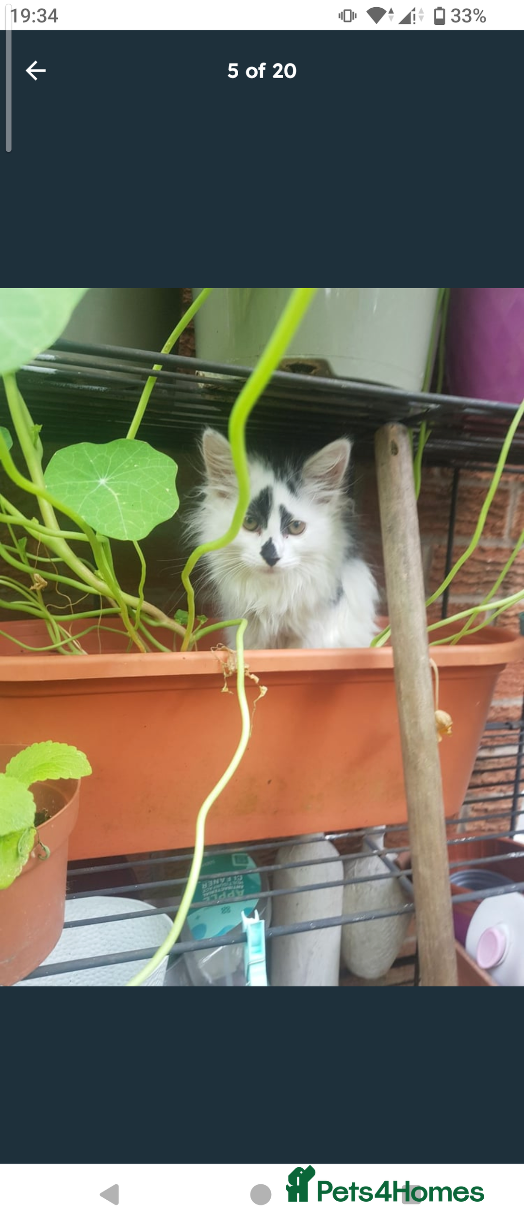 Domestic Shorthair cats for sale: Beautiful kittens ready for loving homes  - Image 6