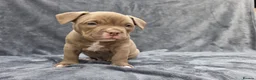 American Bully dogs for sale: Pocketbully puppy  - Advert 9