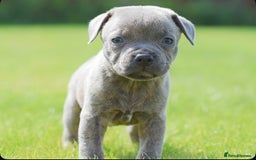 Staffordshire Bull Terrier dogs for sale: 23 years experience,5⭐️RATED Licensed & Registered - Image 5