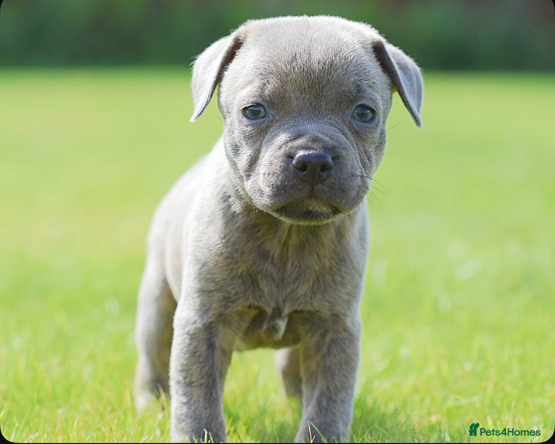 Staffordshire Bull Terrier dogs for sale: 23 years experience,5⭐️RATED Licensed & Registered - Image 5