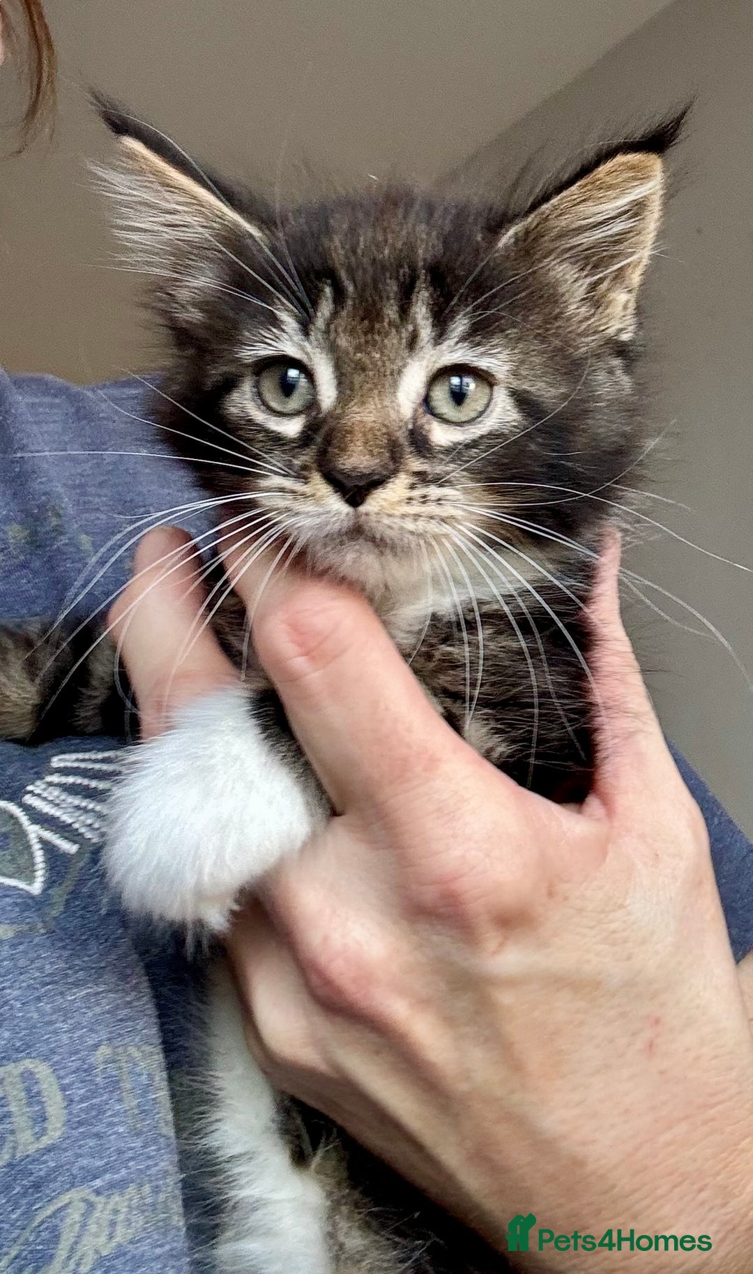 Mixed Breed cats for sale: 3/4 Maine Coon 1/4 ragdoll kittens ready - Advert 7