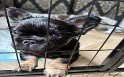 French Bulldog dogs for sale: Beautiful Black and Tan Fluffy Frenchbulldog - Image 1