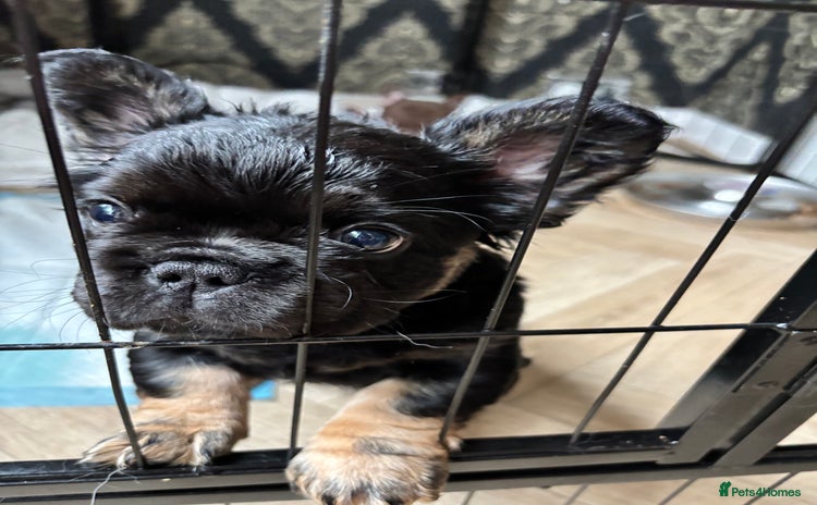 French Bulldog dogs for sale - Advert 1