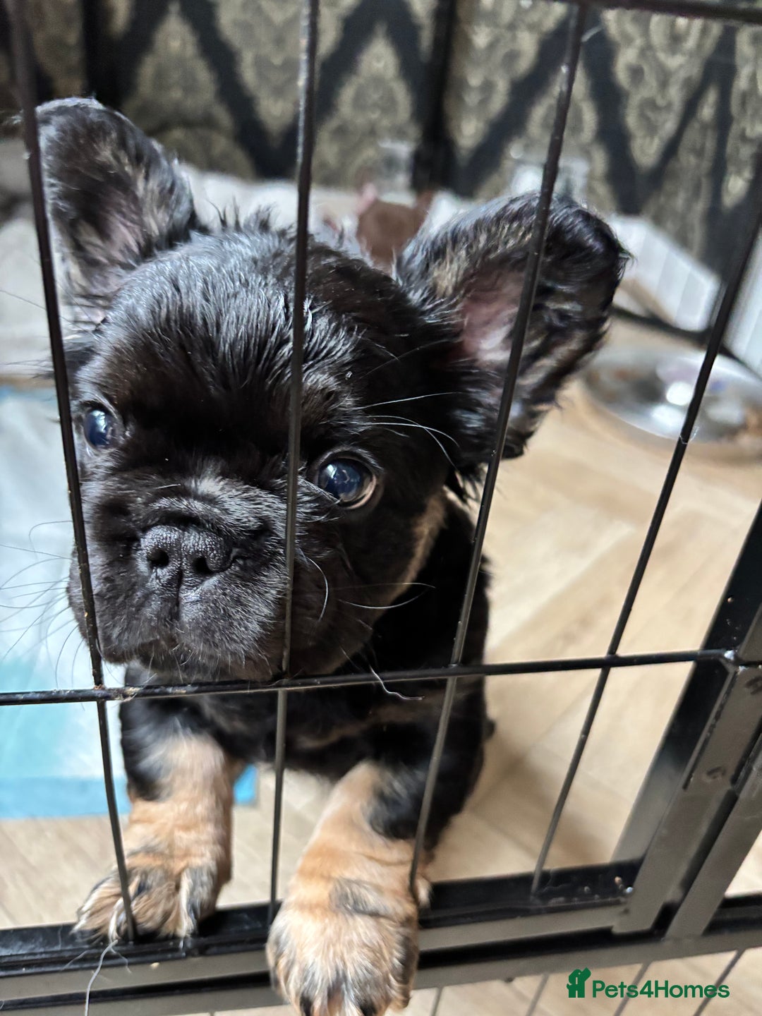 French Bulldog dogs for sale: Beautiful Black and Tan Fluffy Frenchbulldog - Image 1