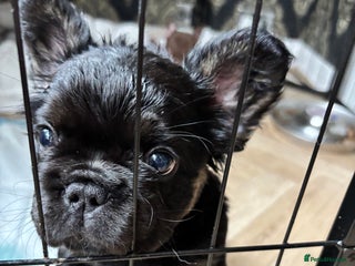 French Bulldog dogs - Advert 26