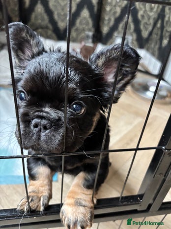 French Bulldog dogs - Advert 19