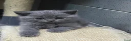 British Shorthair cats for sale: Stunning BSH male and female kittens.. READY NOW!  - Advert 4