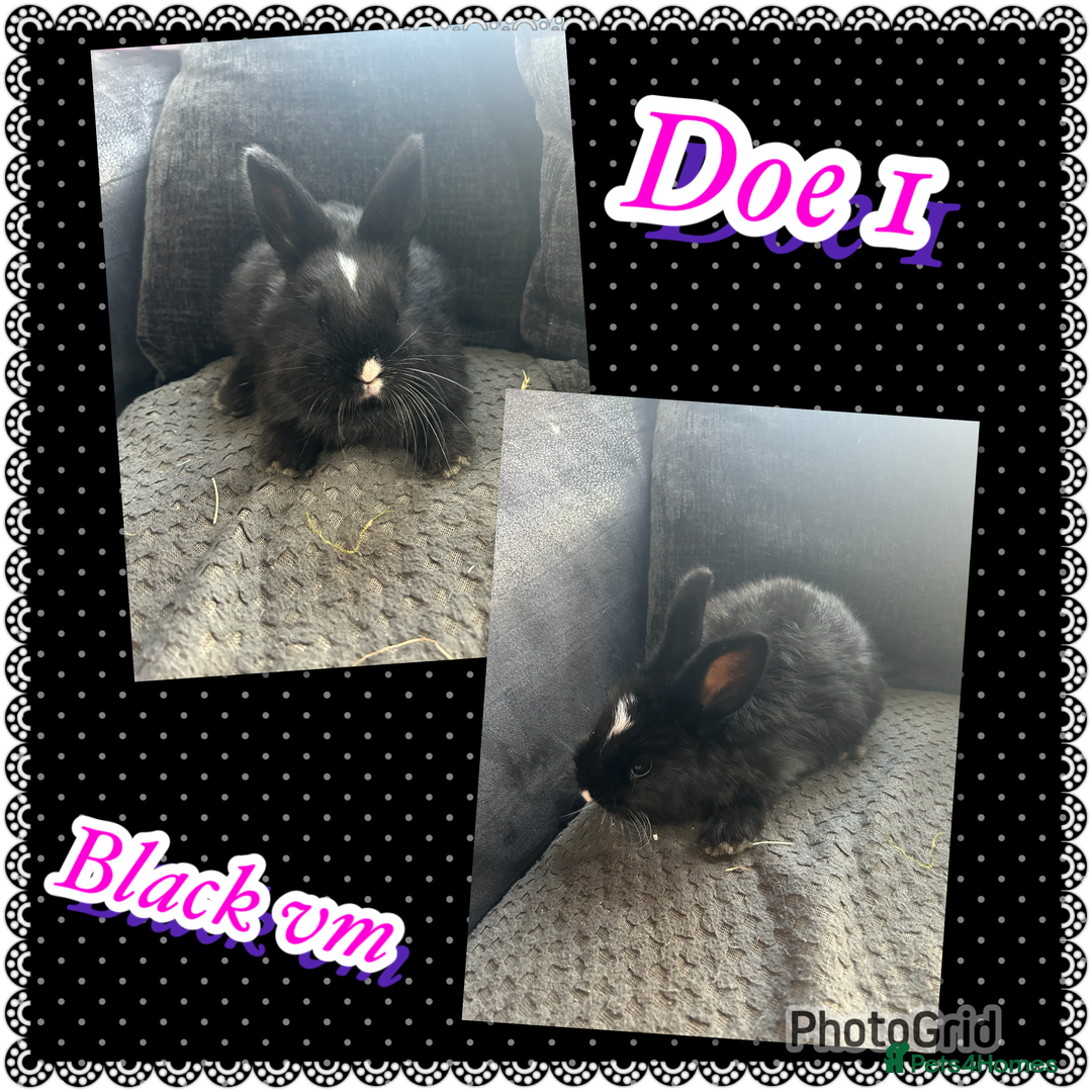 Continental Giant rabbits for sale: Baby continental giant to reserve  - Advert 3