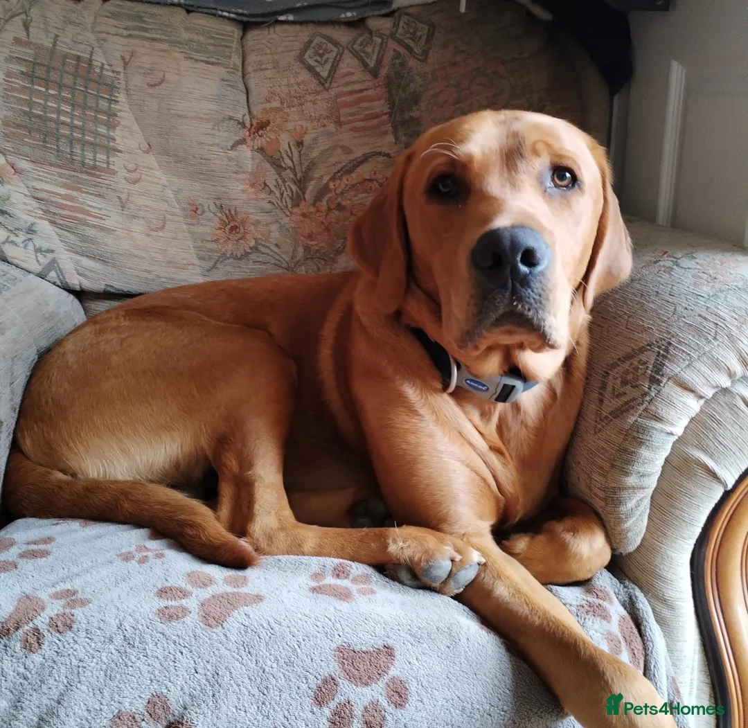 Labrador Retriever dogs for stud: FOR STUD - DAVE ❤️  in Mansfield - Advert 2