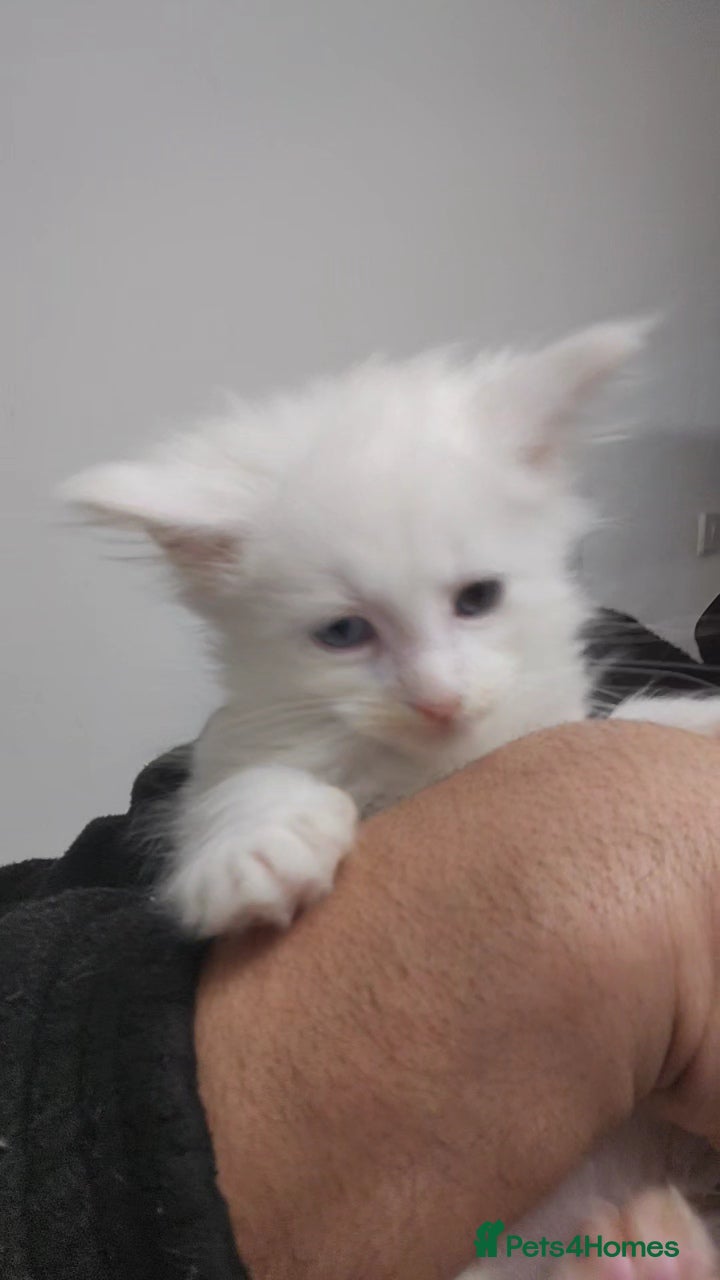 Maine Coon cats for sale: Maine Coons kitten Birmingham  - Advert 1