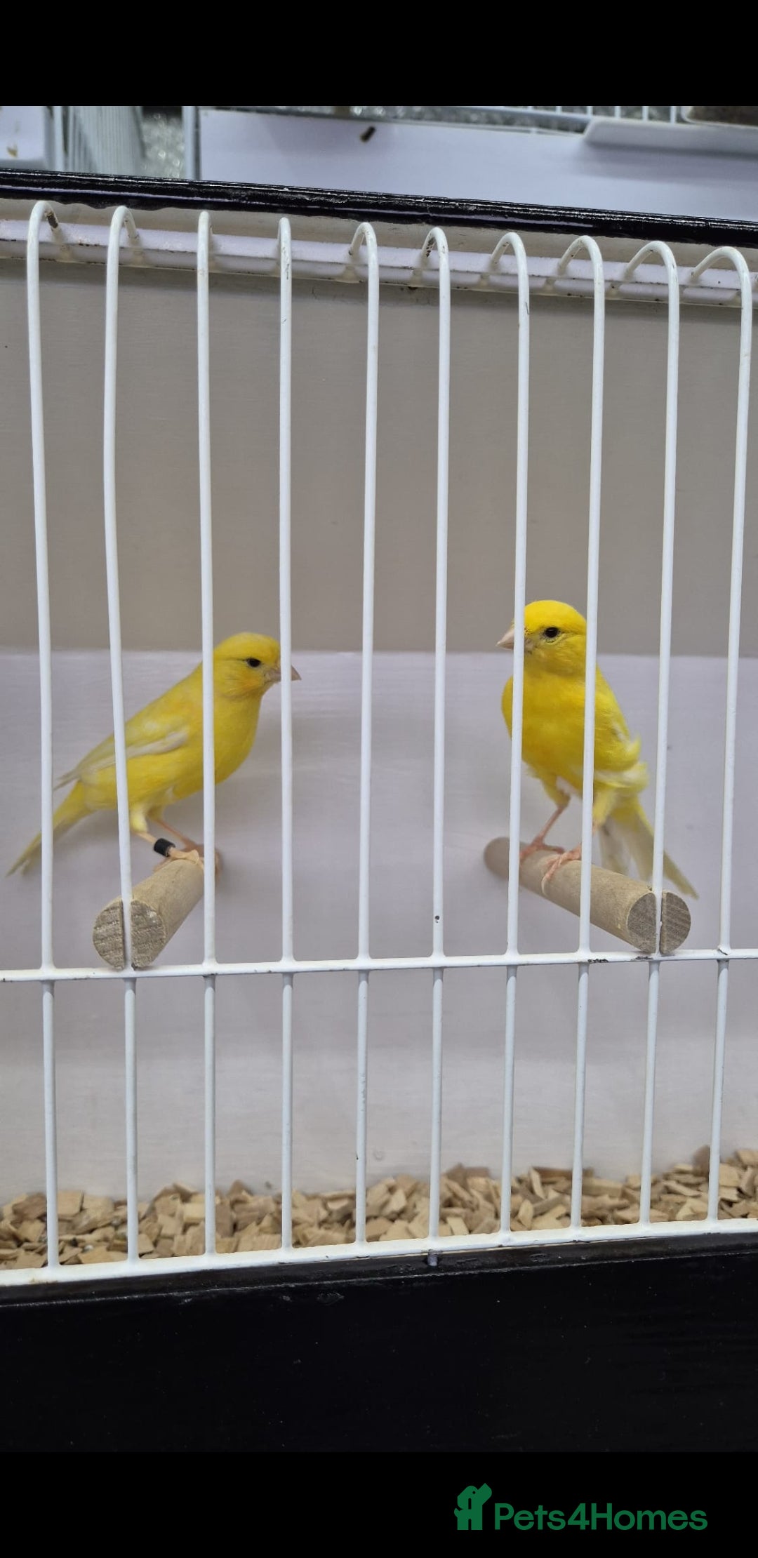 Canaries birds for sale: Canaries for sale - Advert 10