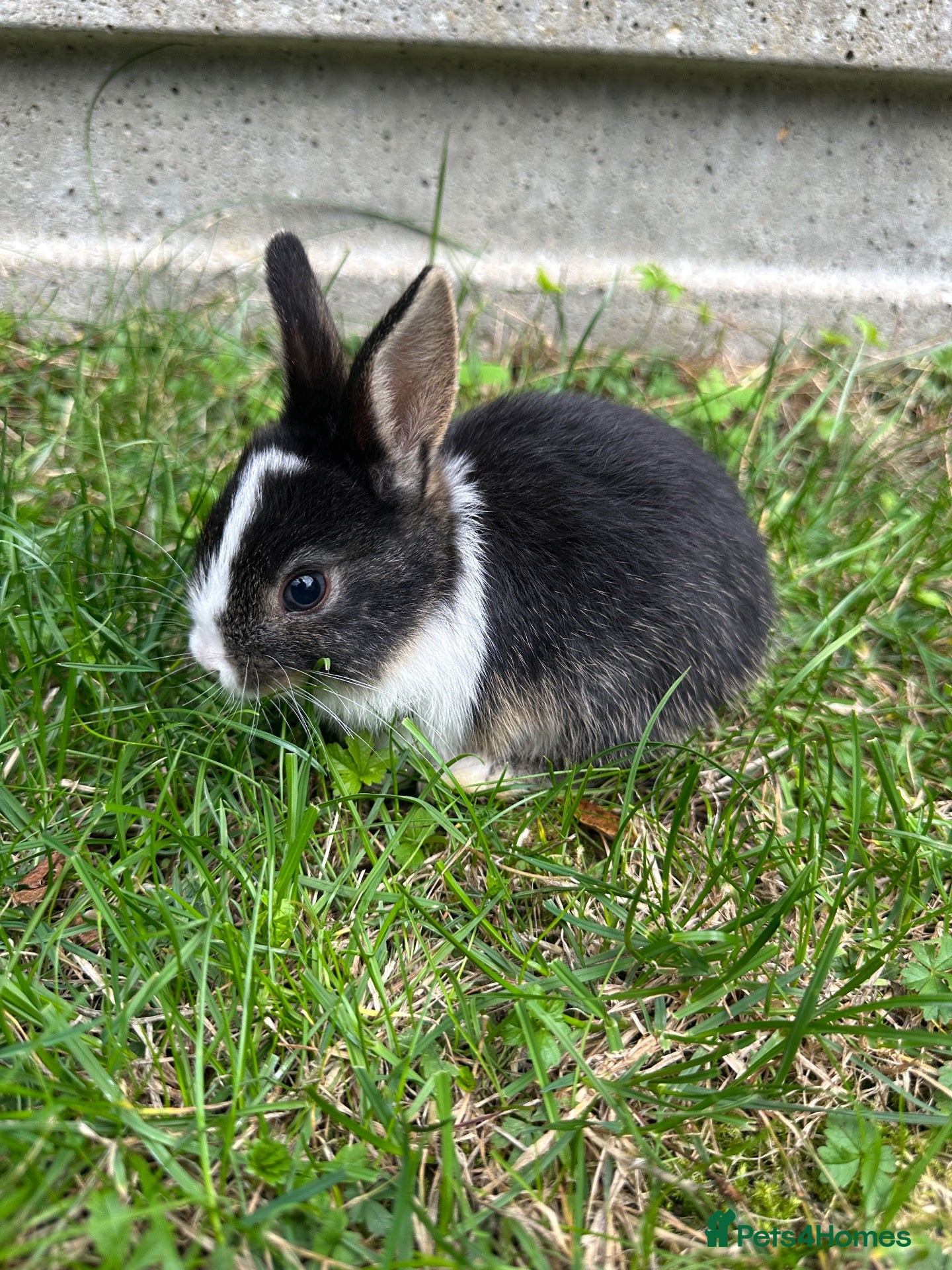 Mixed Breed rabbits Beautiful Dwarfs lops Rabbits  (Ready to go)  - Advert 6