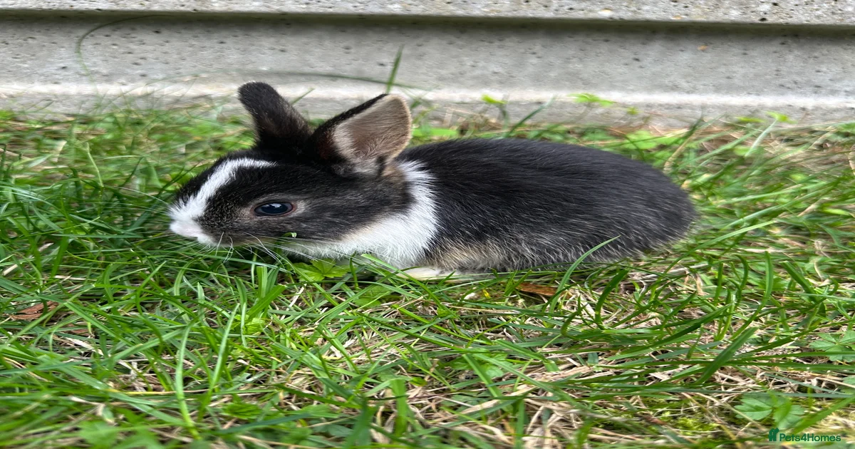 Beautiful Dwarfs lops Rabbits (Ready to go) for sale in Bedford ...