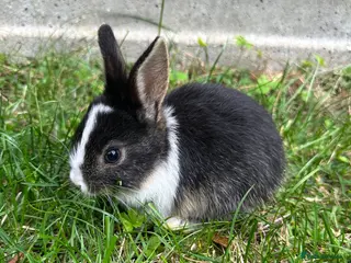 Mixed Breed rabbits Beautiful Dwarfs lops Rabbits (Ready to go) - Advert 6