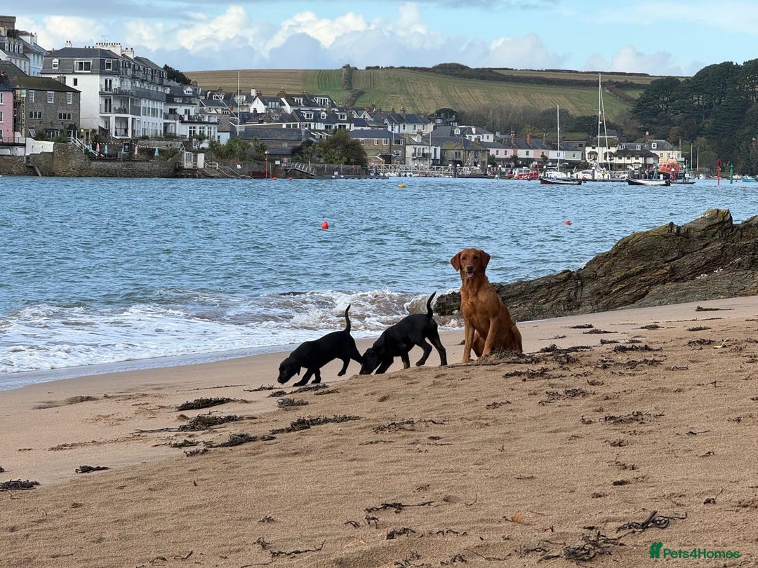 Labrador Retriever dogs for sale: Gorgeous Working Labrador Pups AVAILABLE NOW! - Advert 1