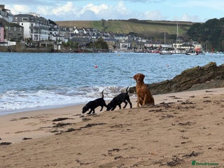 Labrador Retriever dogs Gorgeous Working Labrador Pups AVAILABLE NOW! - Advert 4