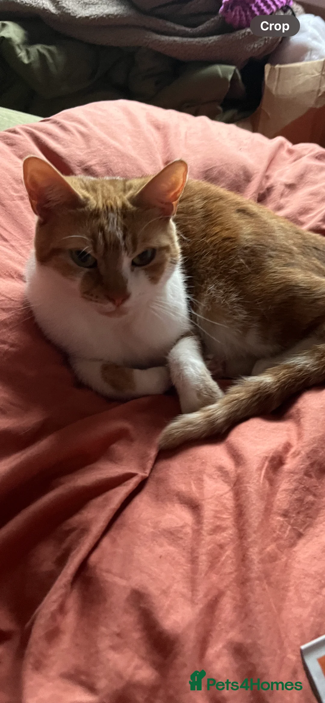 Mixed Breed cats for sale: Beautiful ginger kittens  - Advert 10