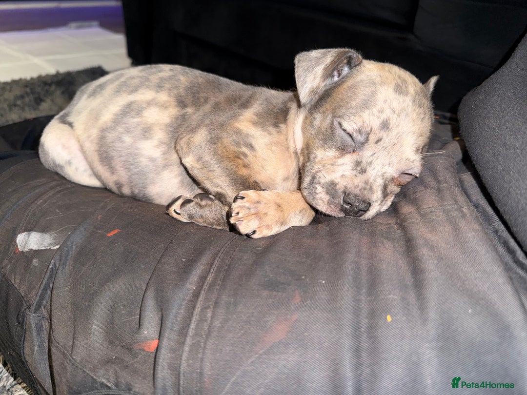 Mixed Breed dogs for sale: Staff x Frenchie - Advert 5