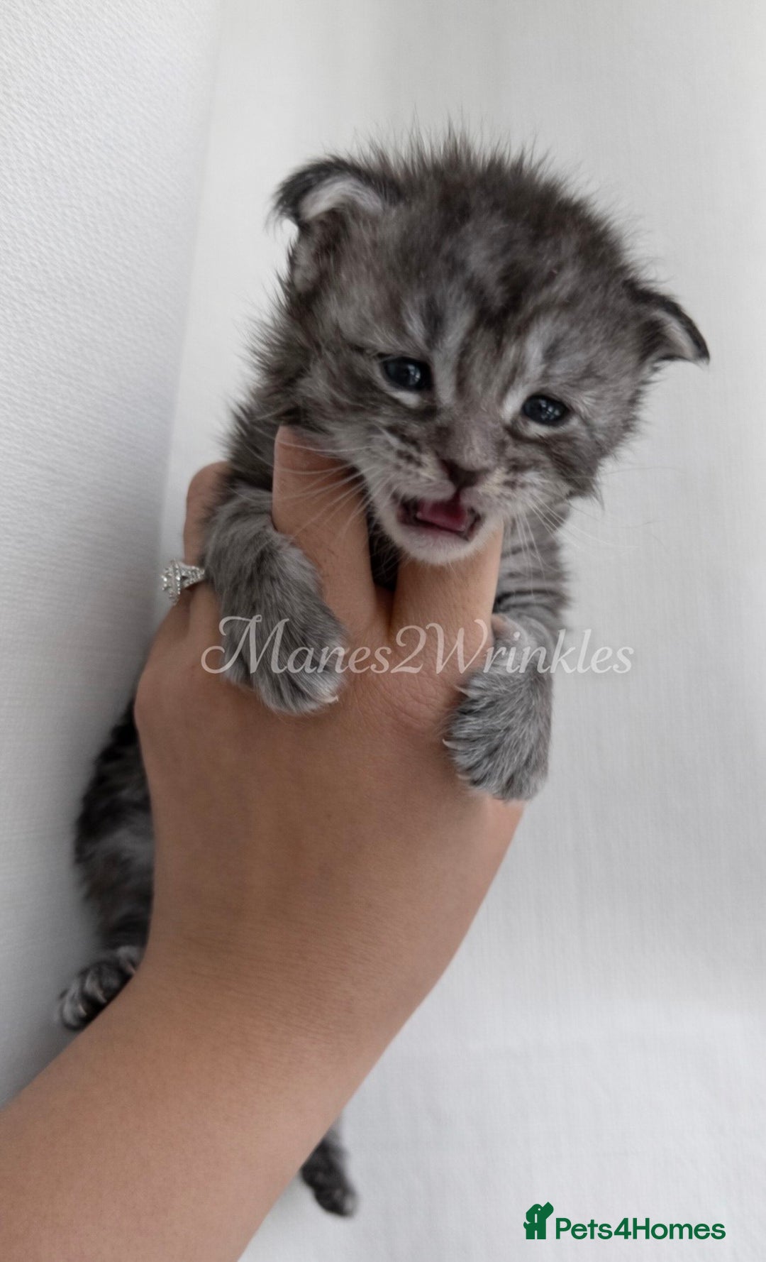 Maine Coon cats for sale: Pure Mainecoons - Advert 5