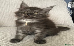 Maine Coon cats for sale: MaineCoon Kittens Black Smoke 1 Boy & 2 Girls - Image 38