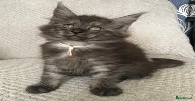Maine Coon cats - Advert 13