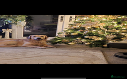 Golden Retriever dogs for stud: Golden boy Baxter - Image 7