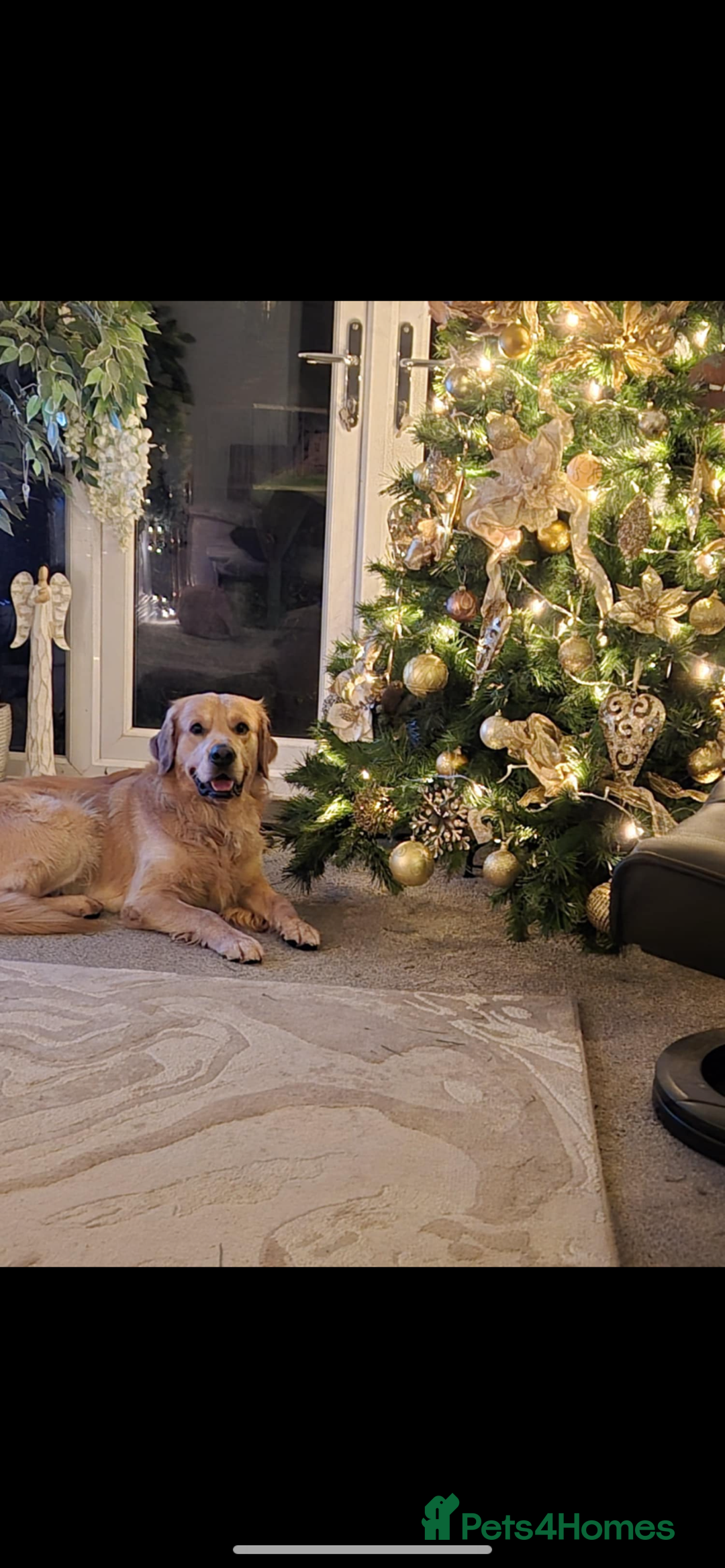 Golden Retriever dogs for stud: Golden boy Baxter - Image 7