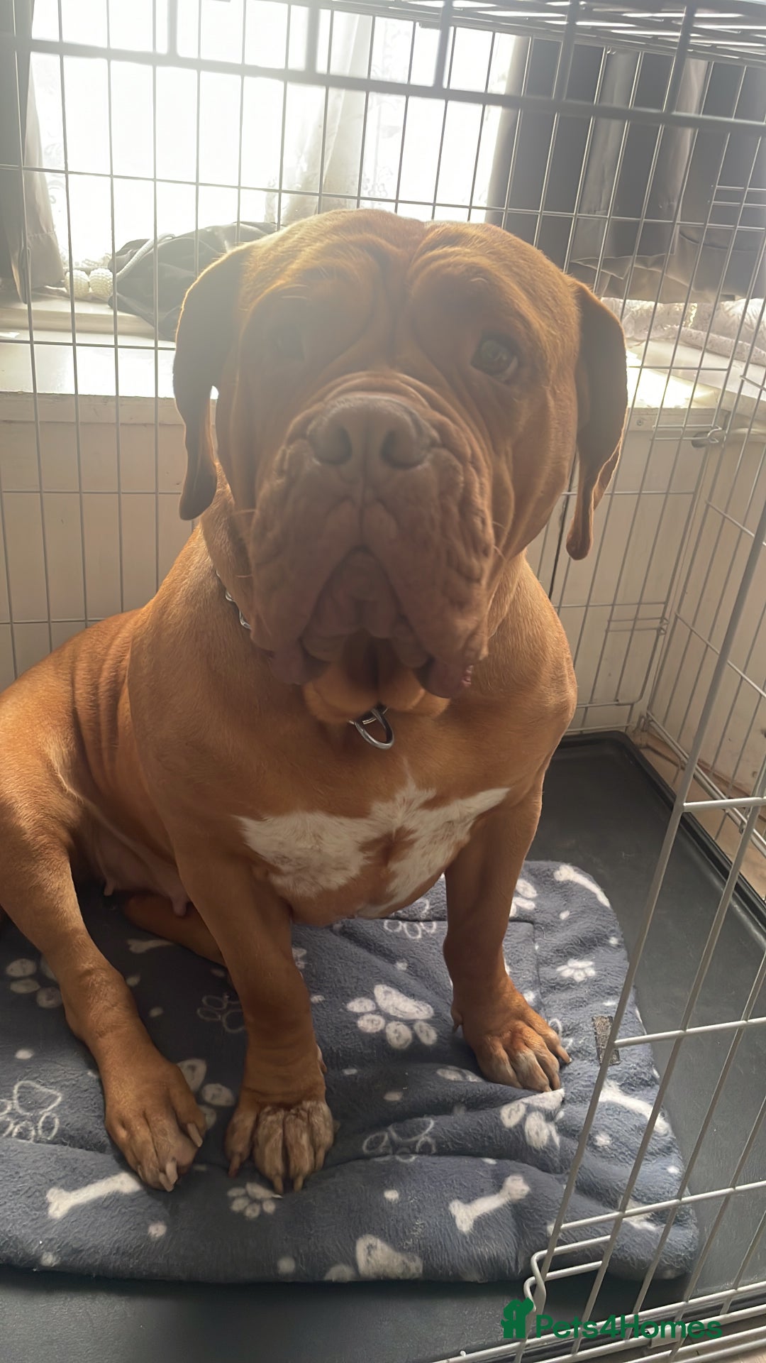 Dogue De Bordeaux dogs for sale: 4 year old Dogue du Bordeaux (French Mastiff)  - Advert 7