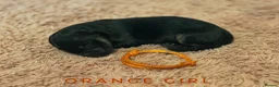 German Shepherd dogs for sale: Fully Health Tested, KC registered GSD puppies due - Advert 15