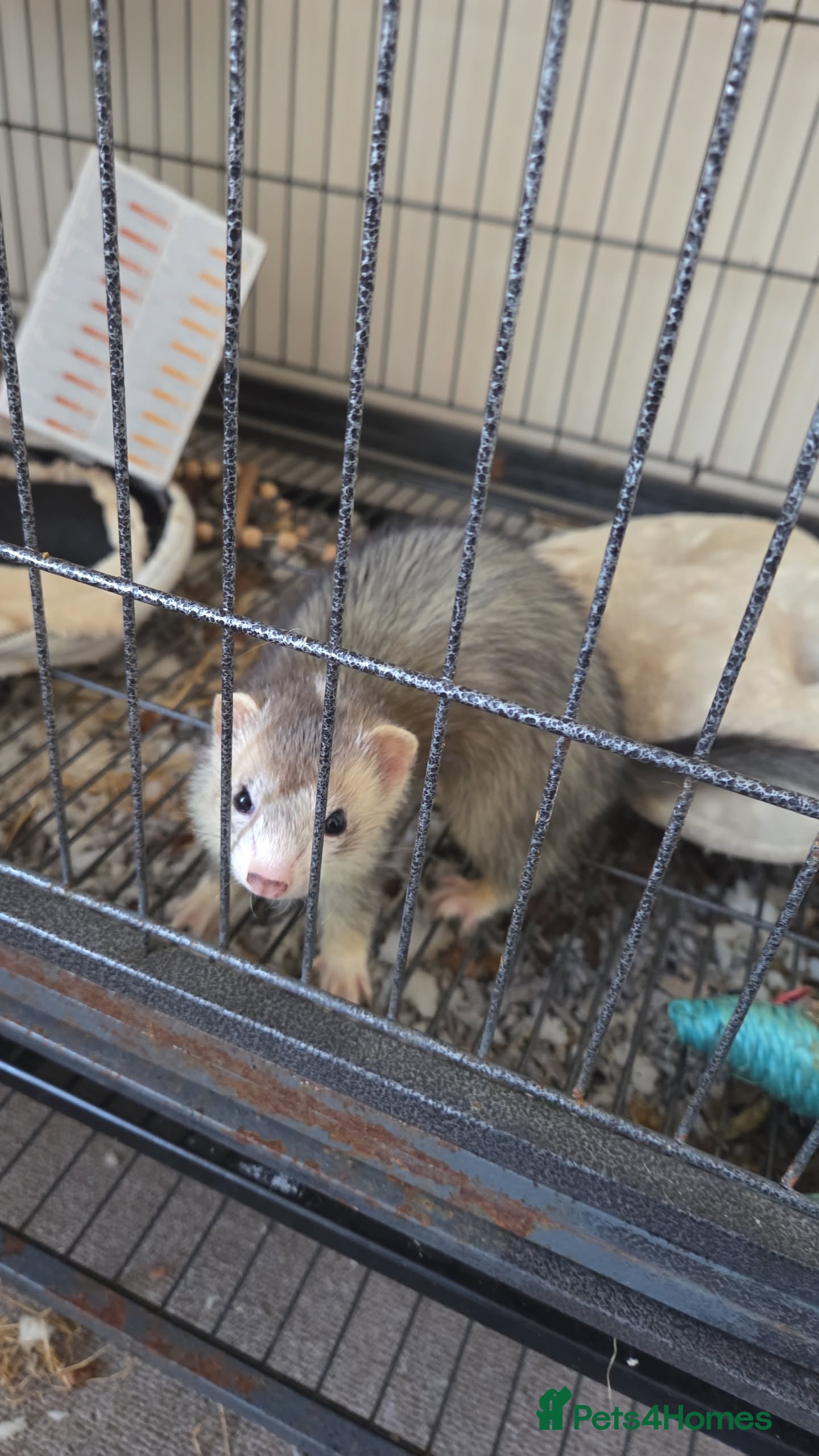 Ferret rodents Female Ferret Coco in Hull - Advert 2