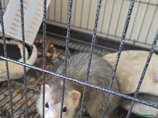 Ferret rodents Female Ferret Coco in Hull - Advert 2