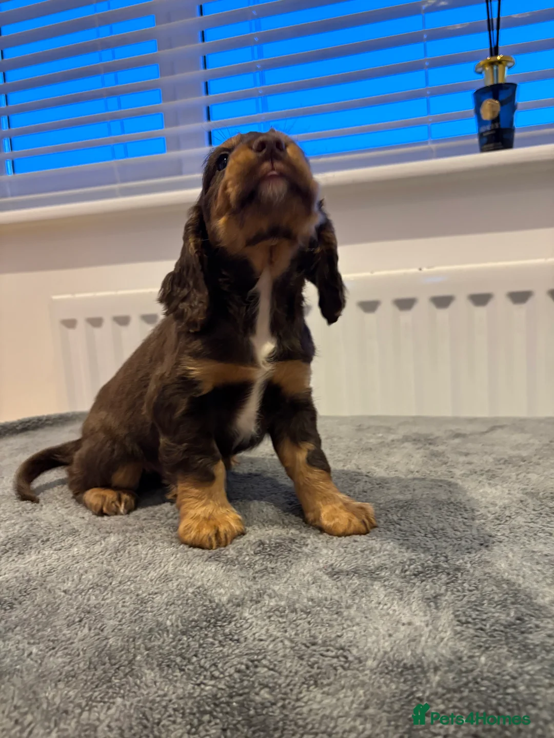 Cocker Spaniel dogs for sale: Cocker spaniel puppies  - Advert 13