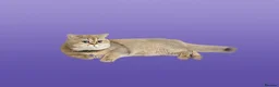 British Shorthair cats for sale: Feline - Advert 13
