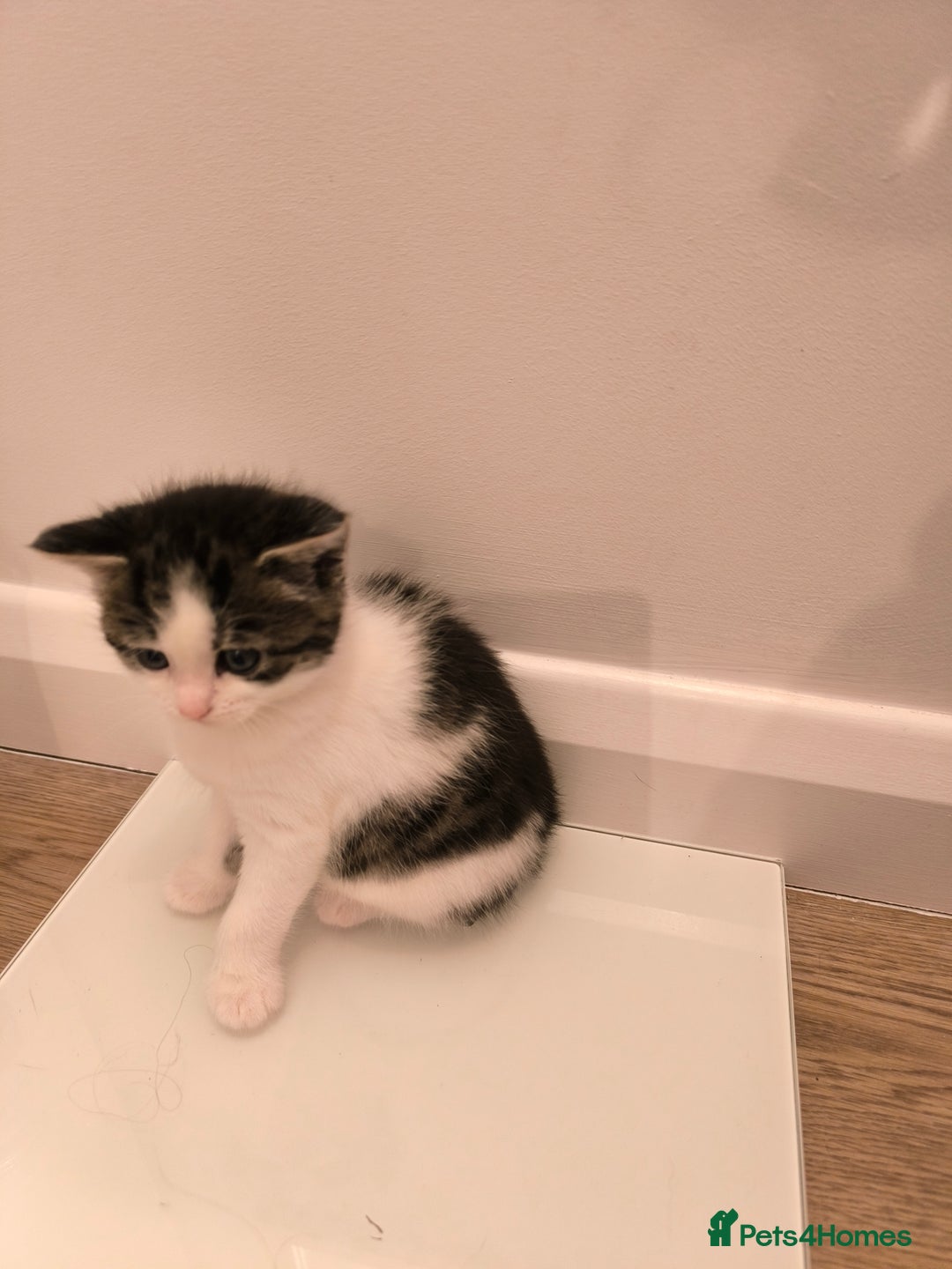 Mixed Breed cats for sale: Beautiful kittens are looking for a new family. - Advert 14