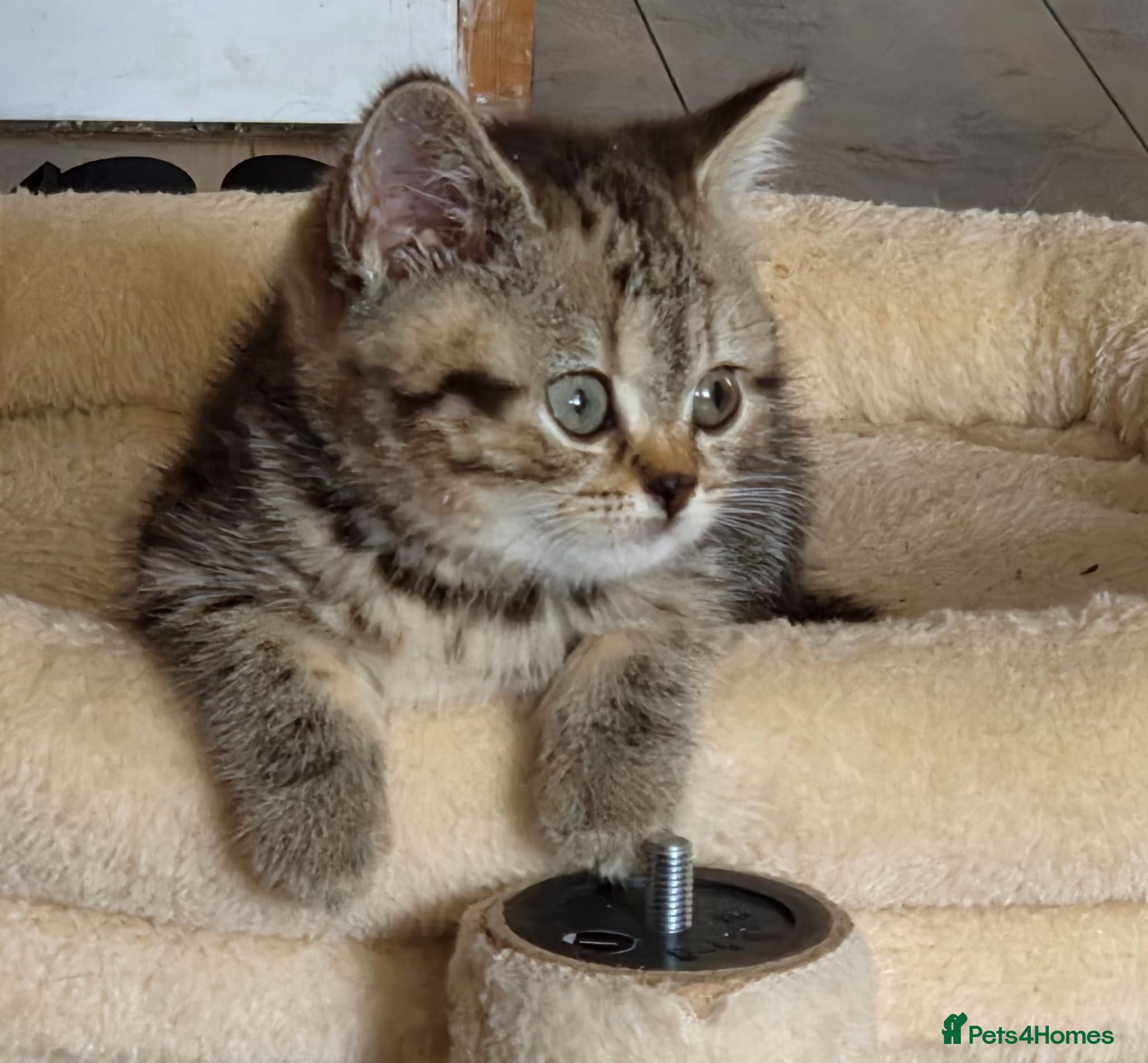 British Shorthair cats Gorgeous British Shorthair kittens  - Advert 1