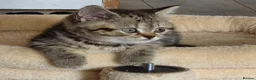 British Shorthair cats for sale: Gorgeous British Shorthair kittens  - Advert 1